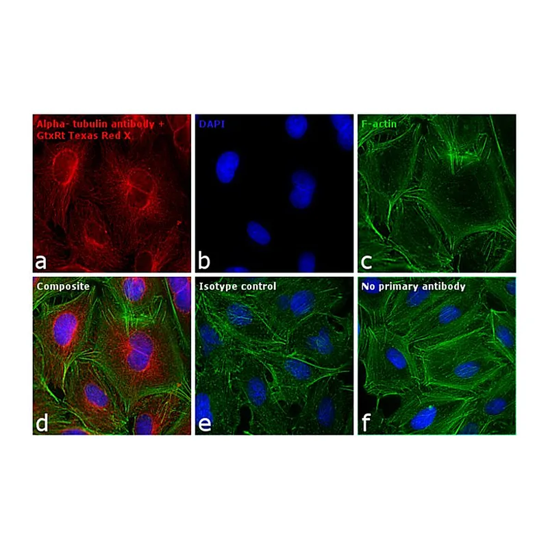 Thermo Fisher Scientific Goat anti-Rat IgG (H+L) Cross-Adsorbed Secondary Antibody, Texas Red-X