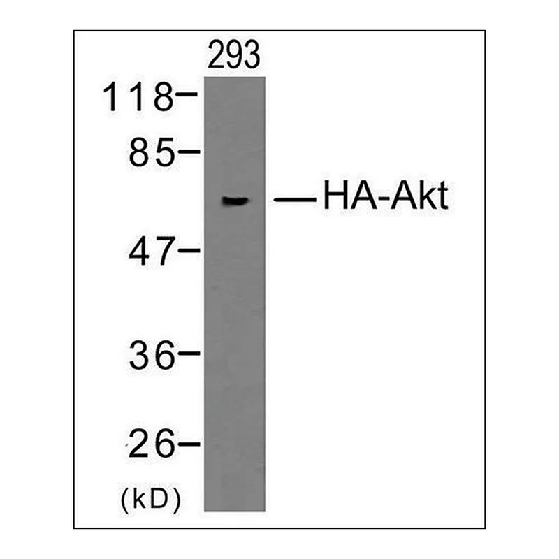 Merck Anti-HA-Tag antibody produced in rabbit