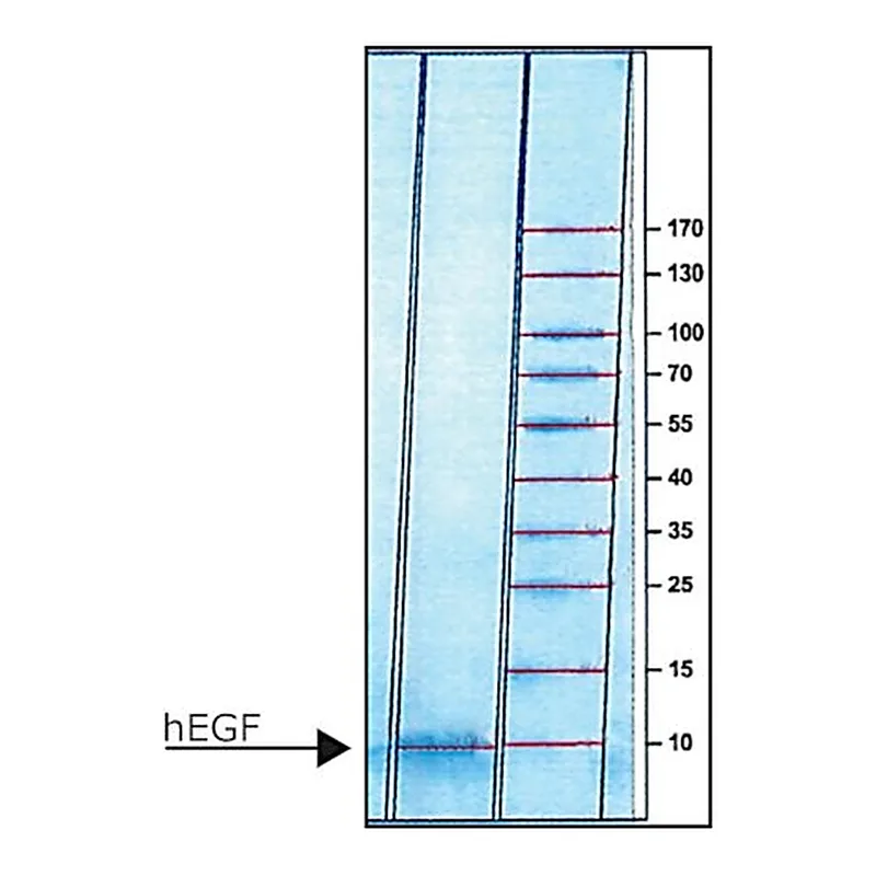 Merck EPIDERMAL GROWTH FACTOR HUMAN, EGF&