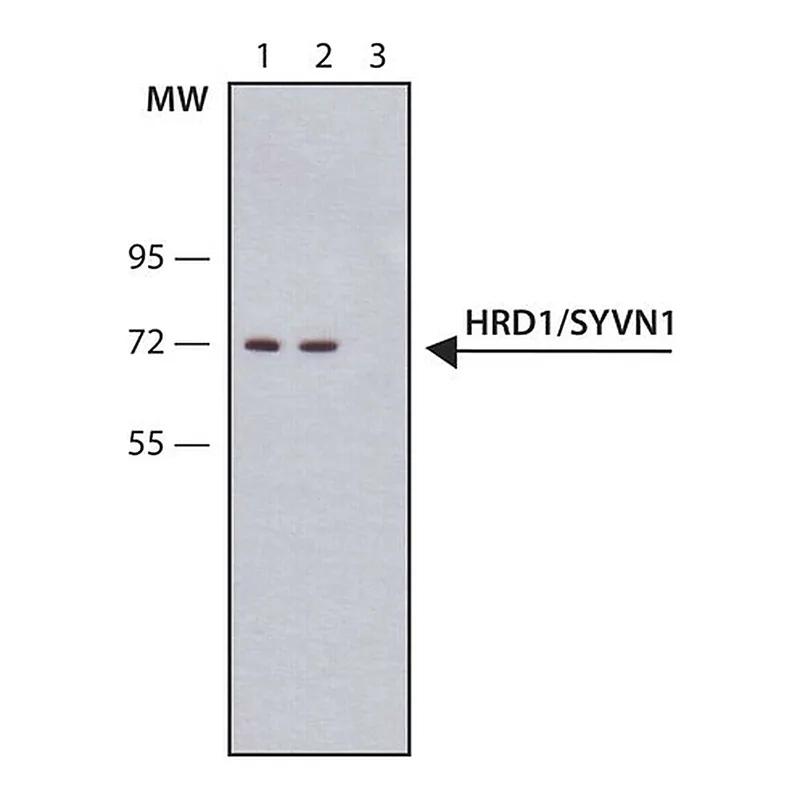 Merck Anti-HRD1/SYVN1 antibody, Mouse monoclonal