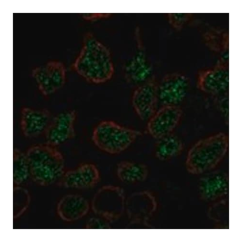 Merck Anti-LMO2 antibody produced in rabbit