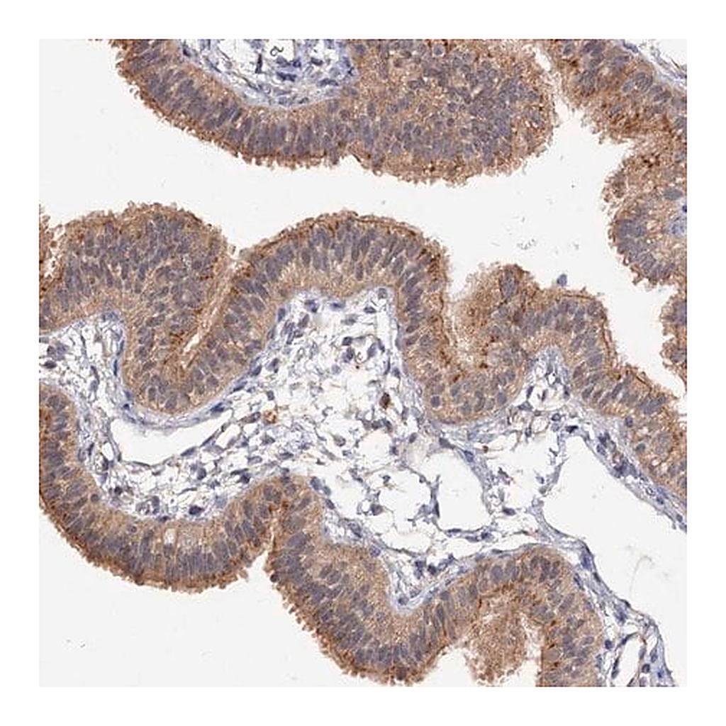 Merck Anti-NUDCD2 antibody produced in rabbit