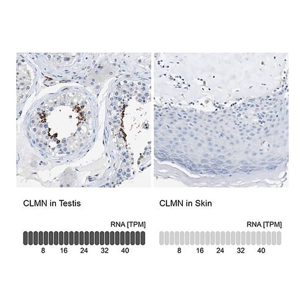 Merck Anti-CLMN antibody produced in rabbit
