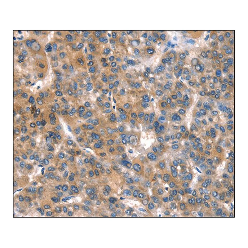 Merck Anti-CACNA1A antibody produced in rabbit