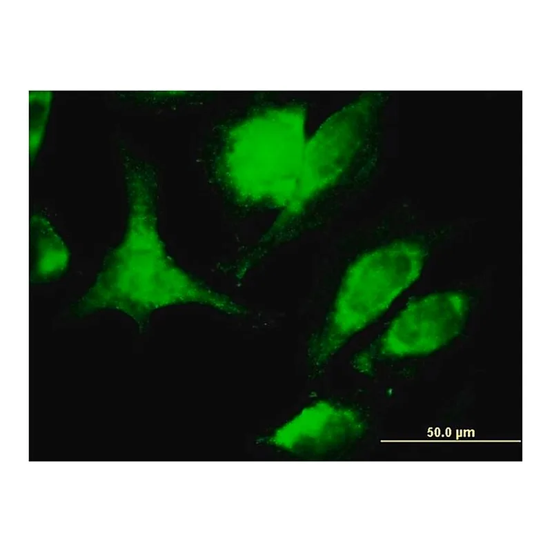 Merck Monoclonal Anti-FASLG antibody produced in mouse