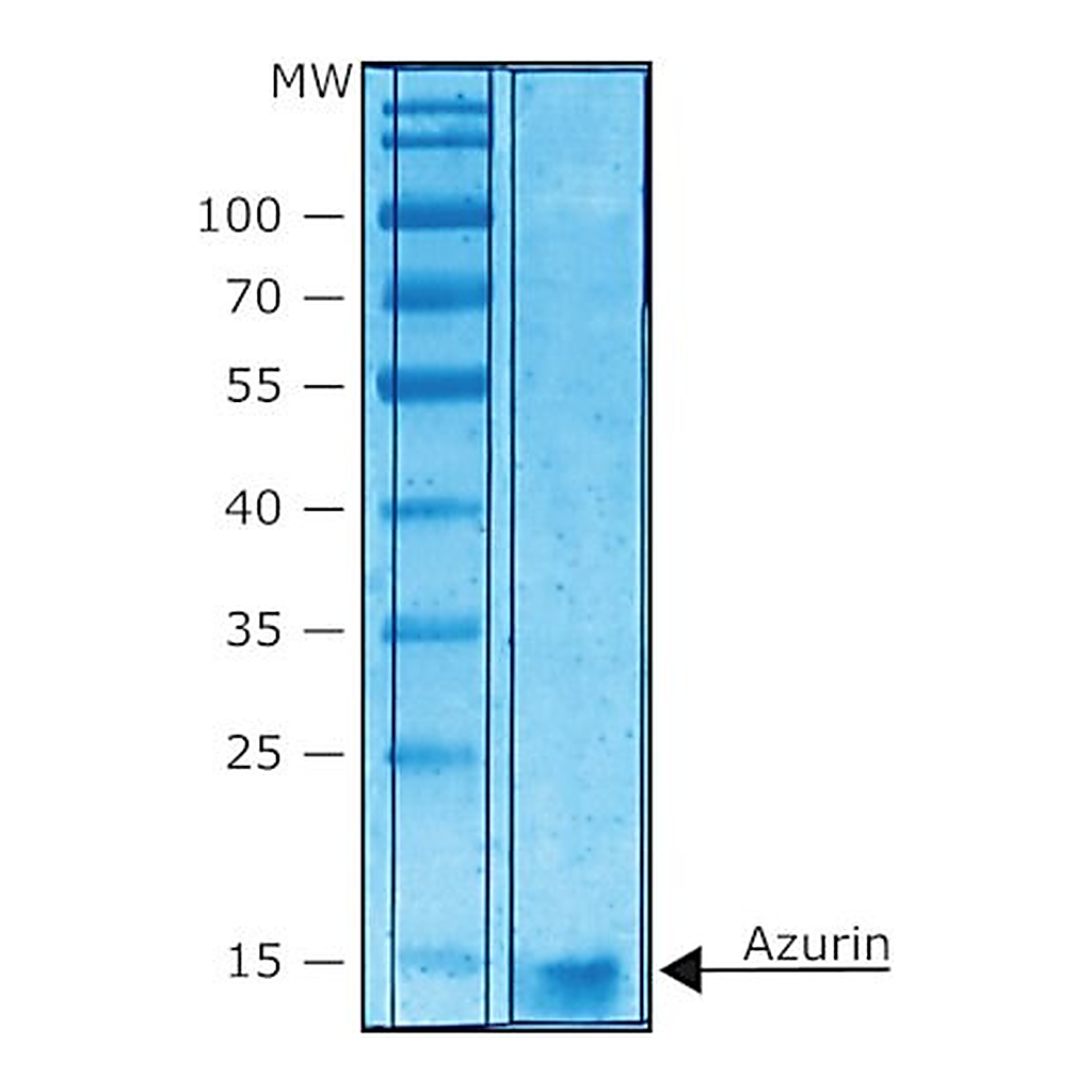 Merck AZURIN FROM PSEUDOMONAS AERUGINOSA