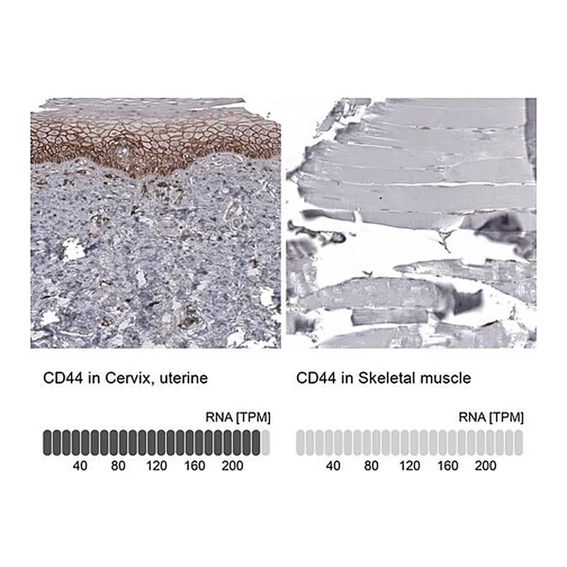Merck Anti-CD44 antibody produced in mouse