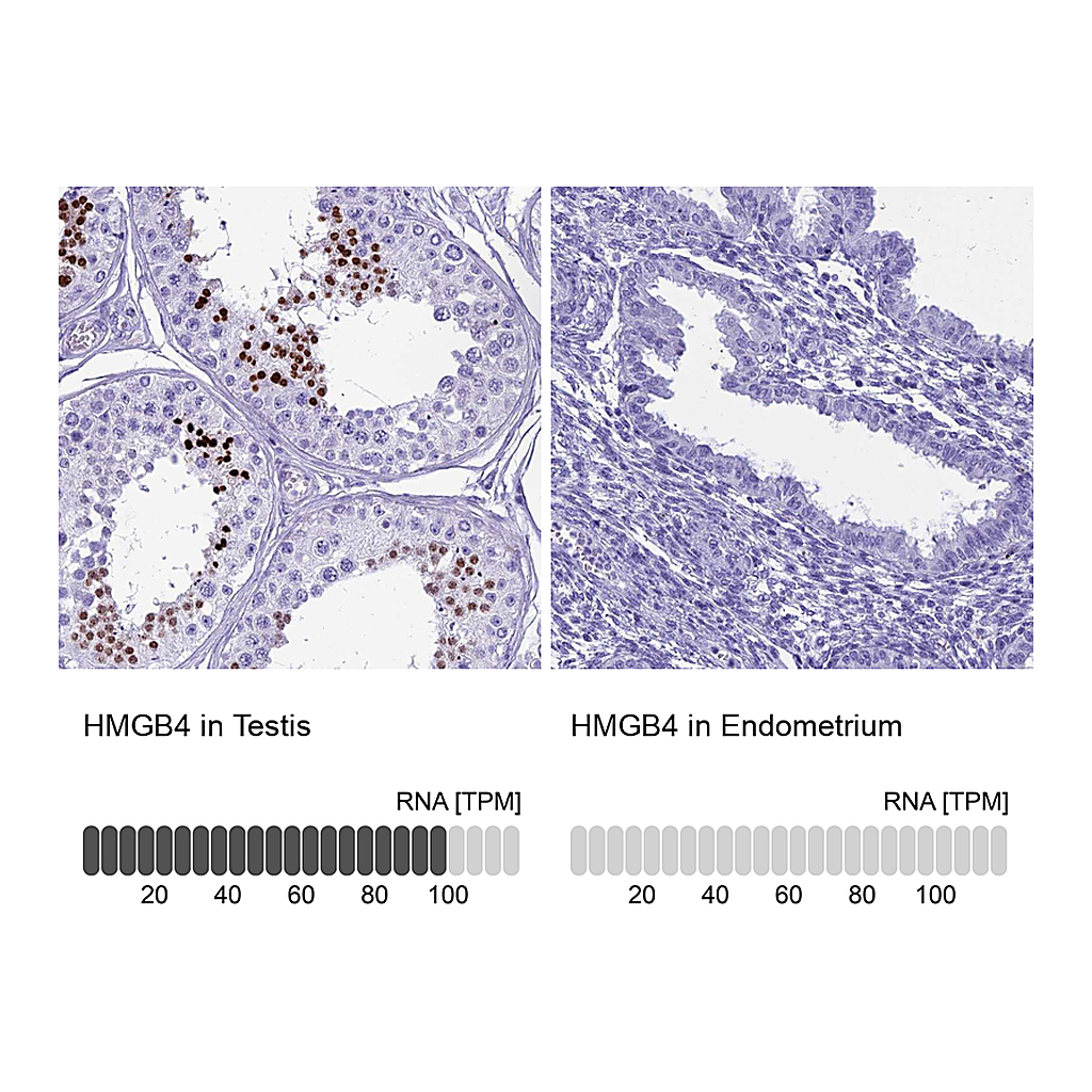 Atlas Antibodies Anti-HMGB4 Antibody