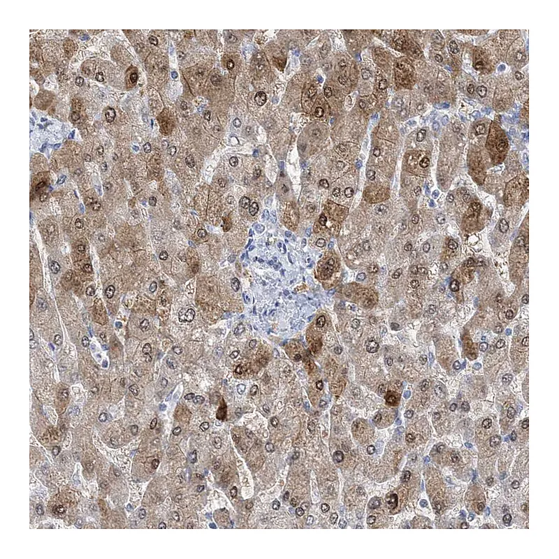 Atlas Antibodies Anti-HMGCS1 Antibody