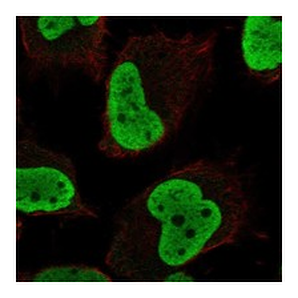 Atlas Antibodies Anti-HMGN5 Antibody
