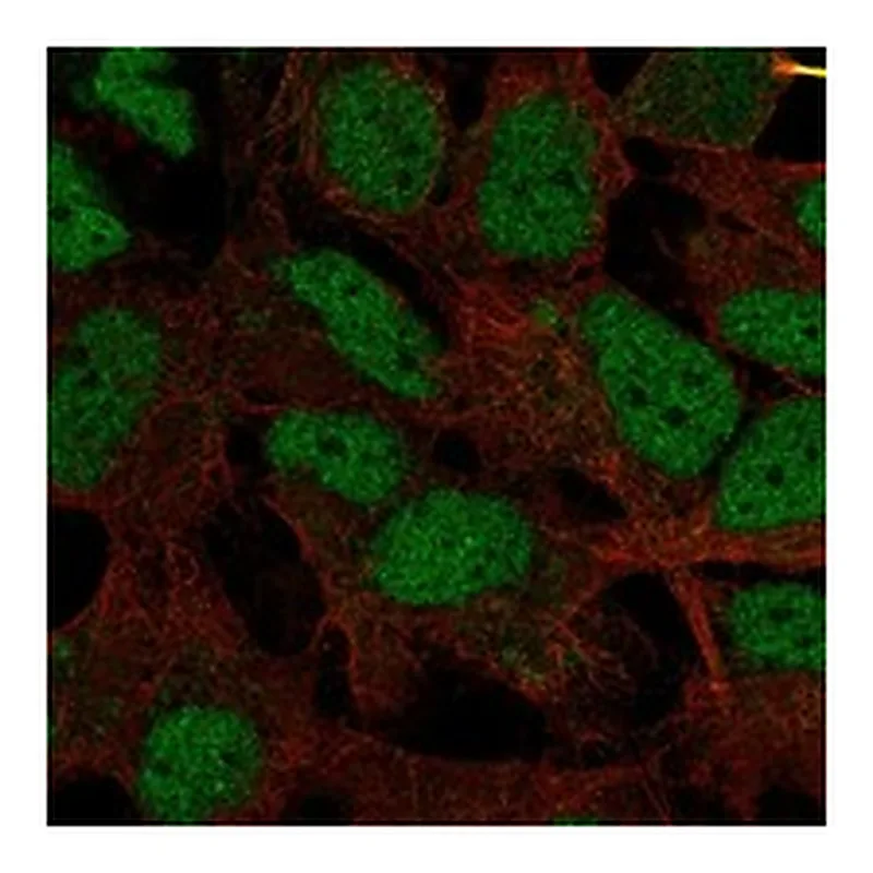 Atlas Antibodies Anti-HMGXB4 Antibody