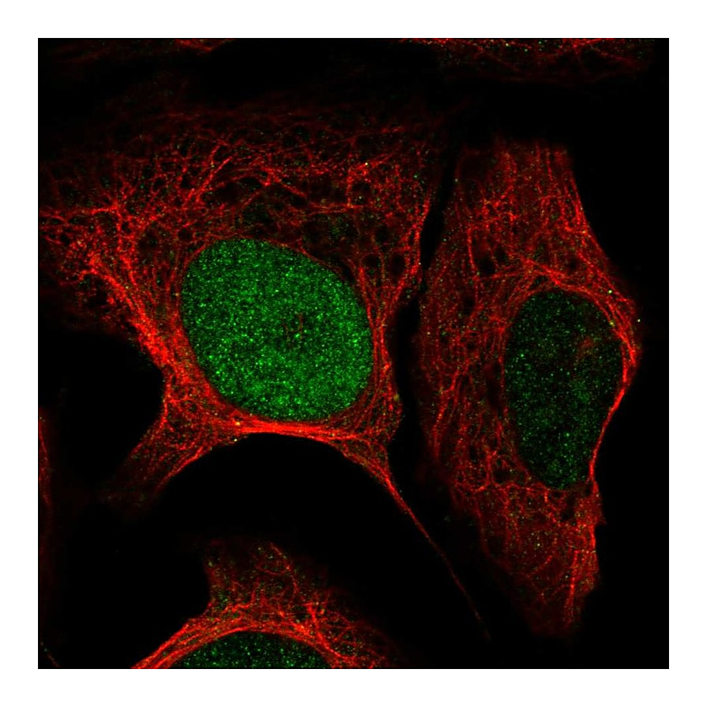 Atlas Antibodies Anti-HMX3 Antibody