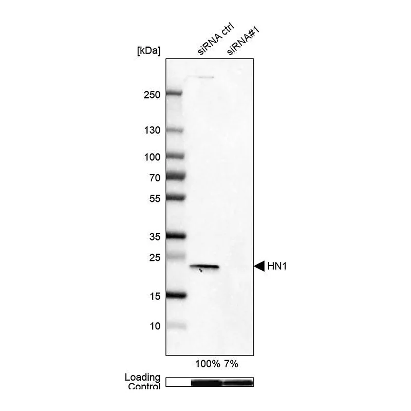 Atlas Antibodies Anti-HN1 Antibody