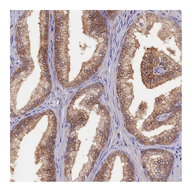 Atlas Antibodies Anti-HN1L Antibody