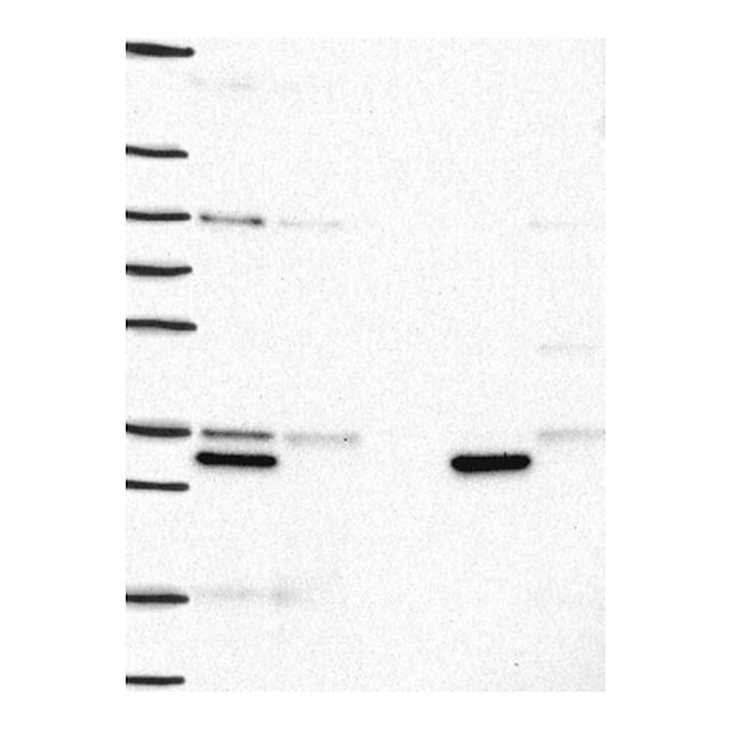 Atlas Antibodies Anti-HNMT Antibody