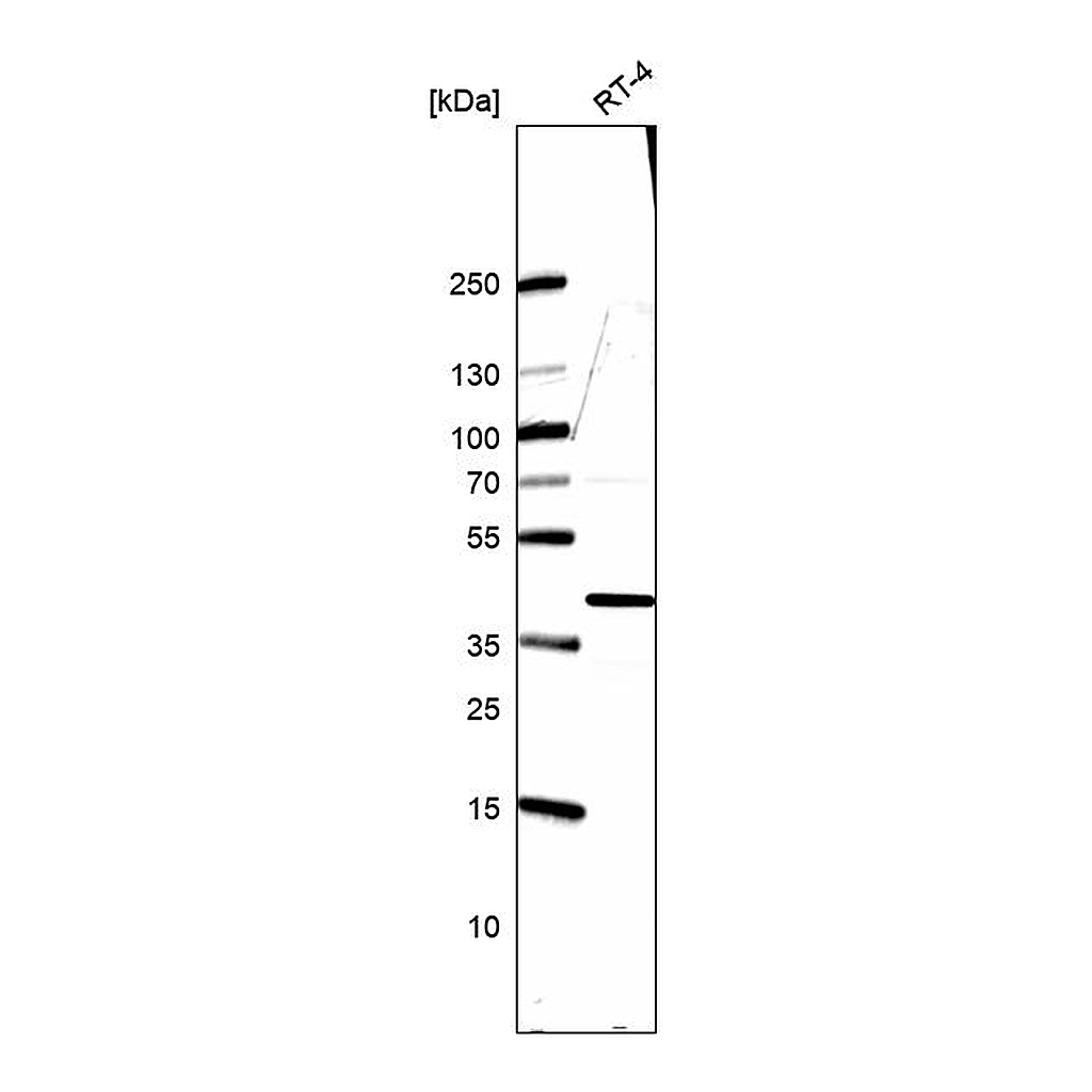 Atlas Antibodies Anti-HNRNPA3 Antibody
