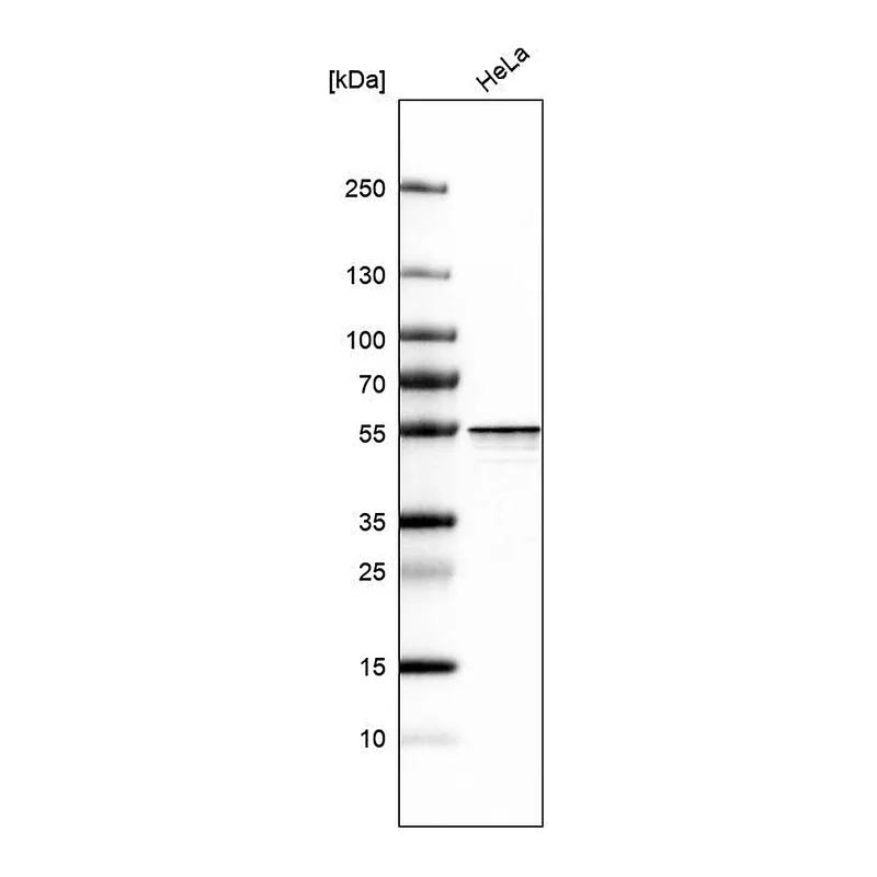 Atlas Antibodies Anti-HNRNPH2 Antibody