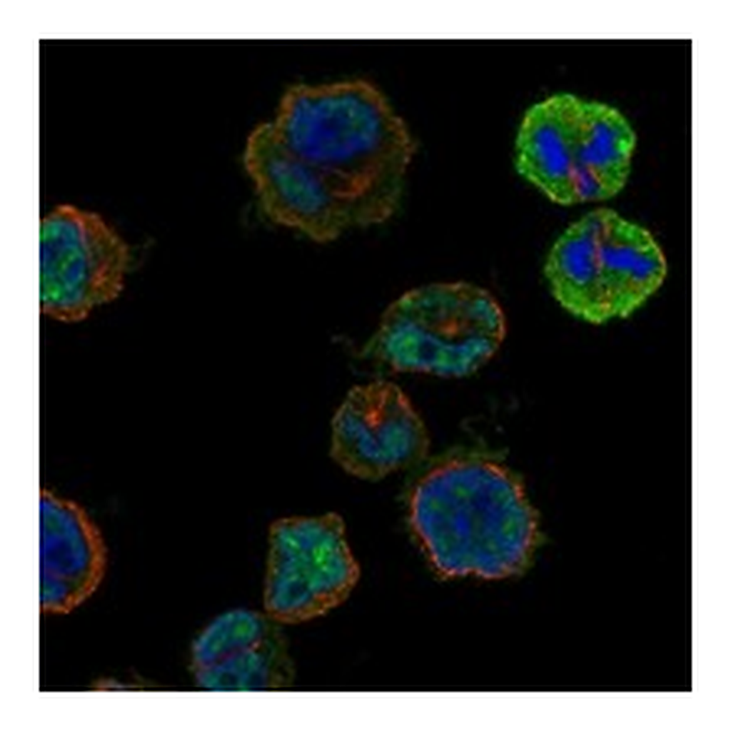 Atlas Antibodies Anti-HORMAD2 Antibody