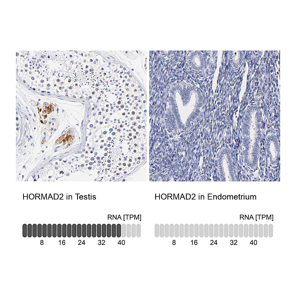 Atlas Antibodies Anti-HORMAD2 Antibody