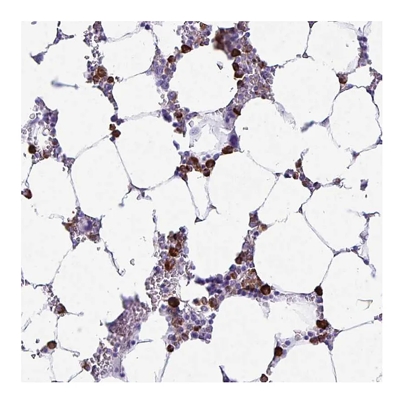 Atlas Antibodies Anti-HOXB4 Antibody