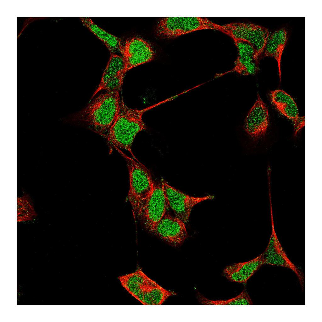 Atlas Antibodies Anti-HOXC4 Antibody