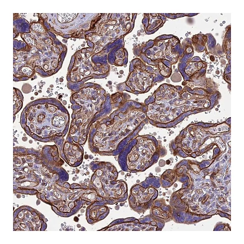 Atlas Antibodies Anti-HPSE2 Antibody