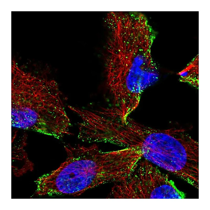 Atlas Antibodies Anti-HPS3 Antibody