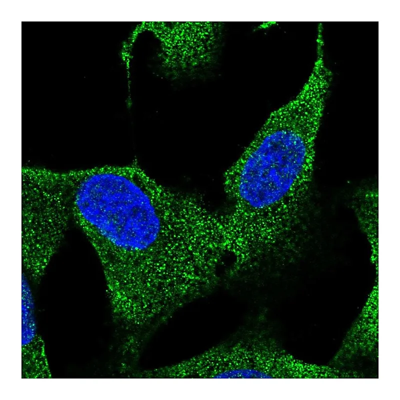 Atlas Antibodies Anti-HS3ST3B1 Antibody