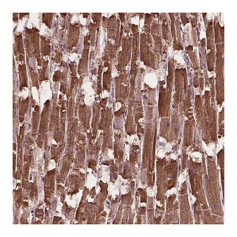 Atlas Antibodies Anti-HS3ST3A1 Antibody