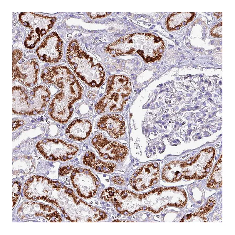 Atlas Antibodies Anti-HSD3B7 Antibody