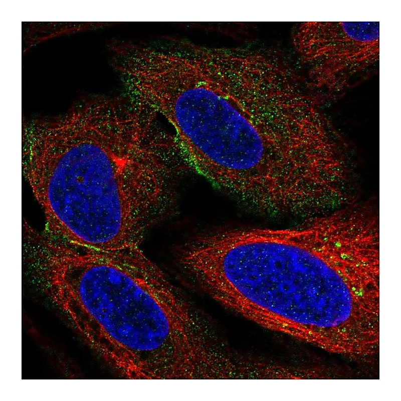 Atlas Antibodies Anti-HSPA12A Antibody