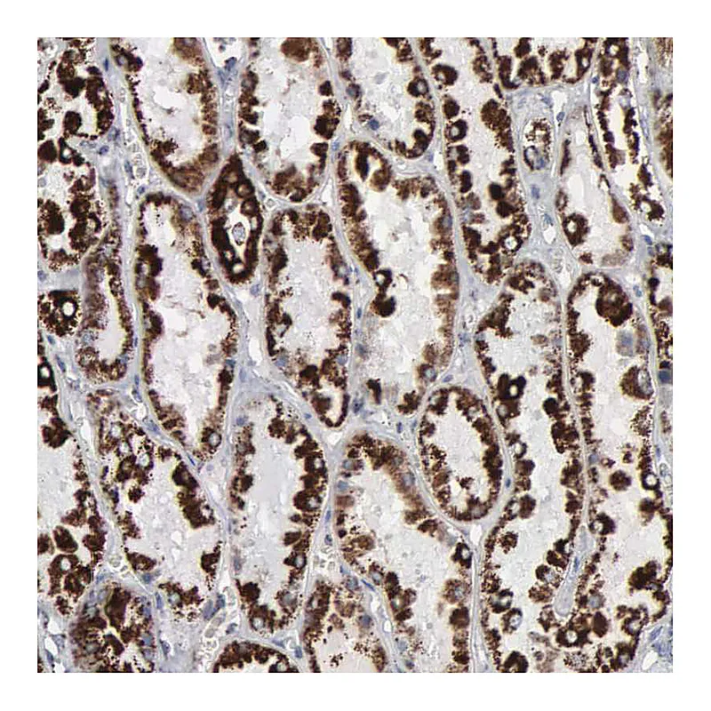 Atlas Antibodies Anti-HSPA9 Antibody