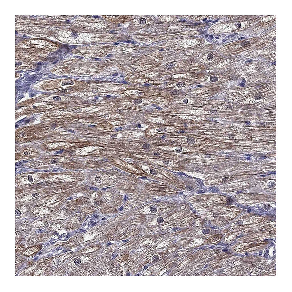 Atlas Antibodies Anti-HSPB2 Antibody