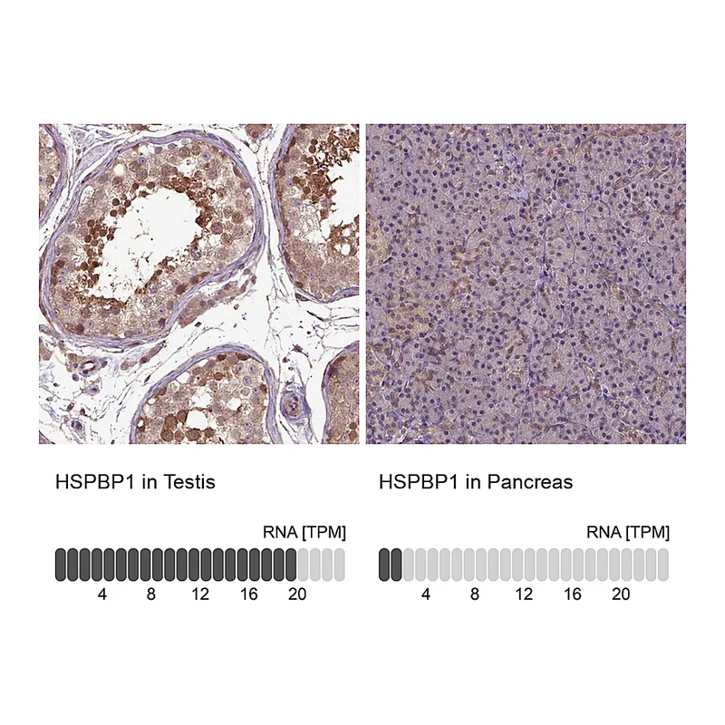 Atlas Antibodies Anti-HSPBP1 Antibody