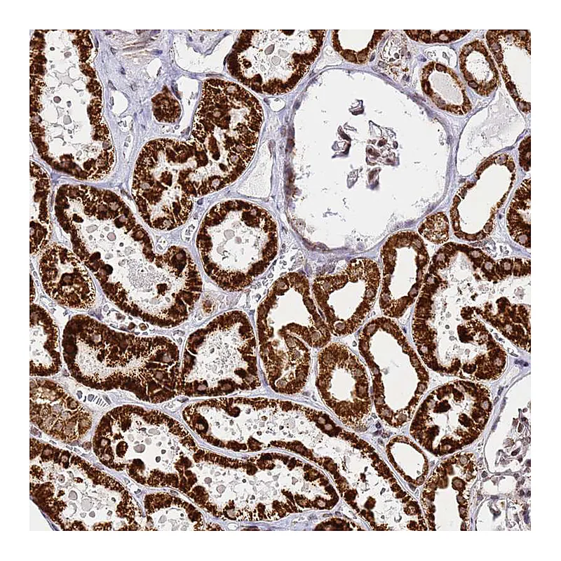 Atlas Antibodies Anti-HSPE1 Antibody