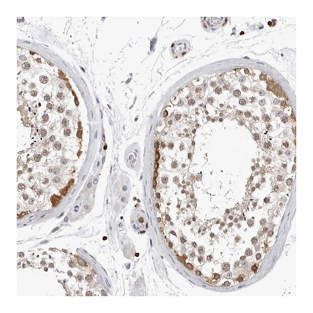 Atlas Antibodies Anti-HSPH1 Antibody