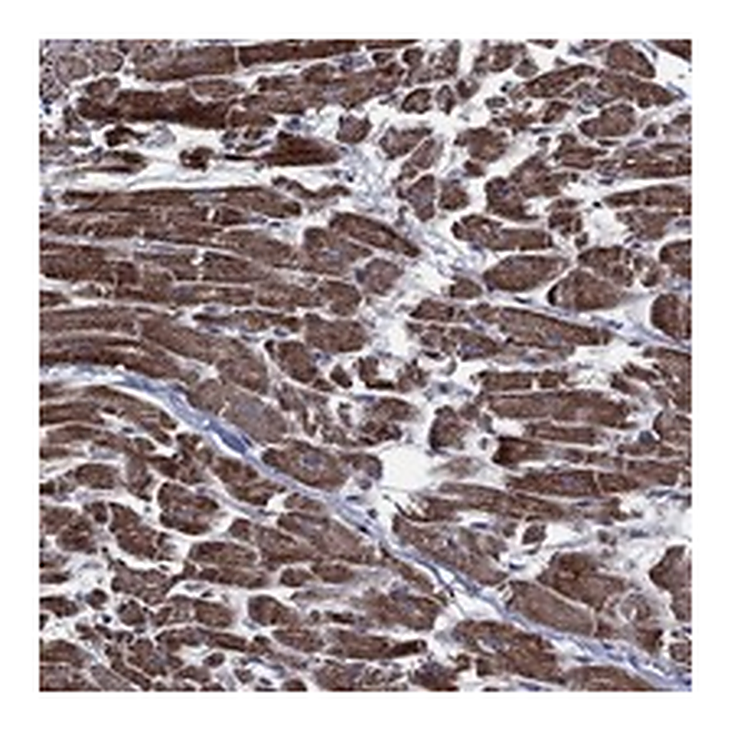 Atlas Antibodies Anti-HTD2 Antibody