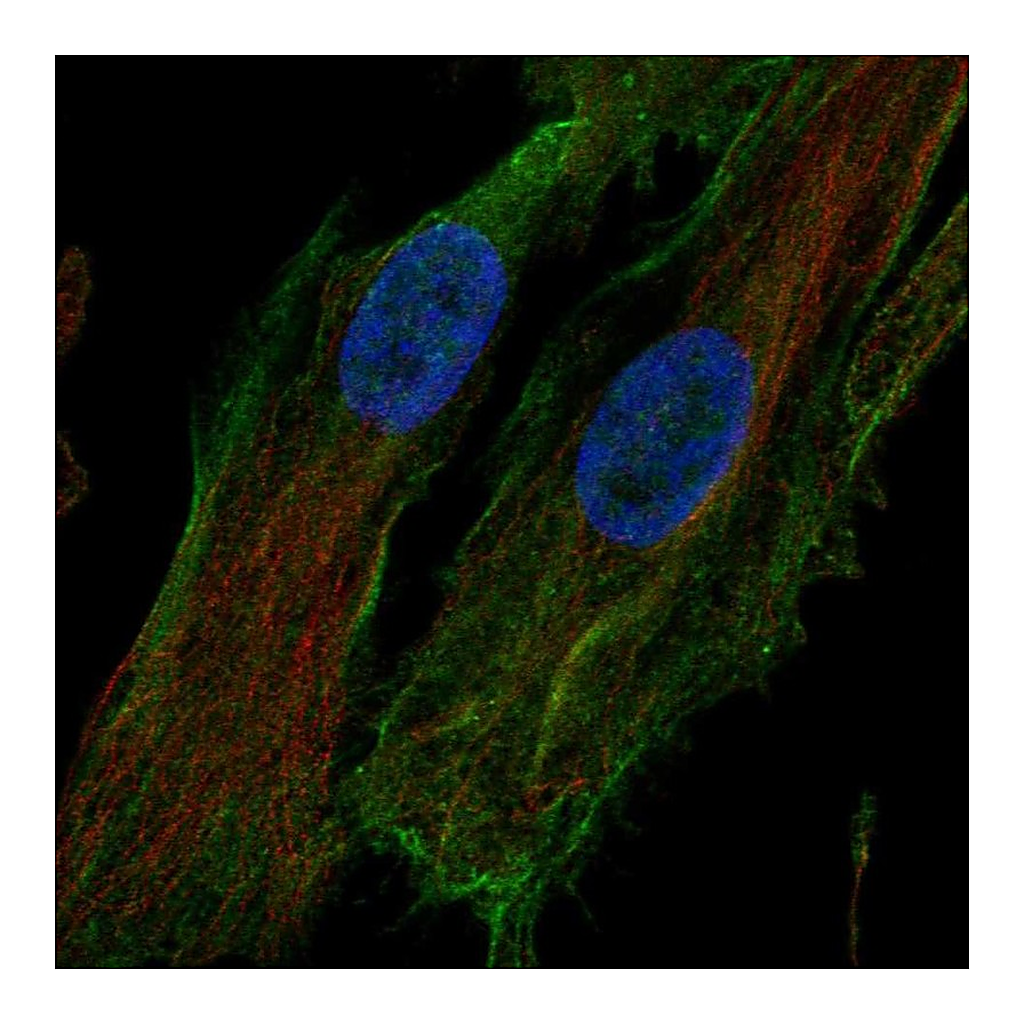 Atlas Antibodies Anti-HTRA1 Antibody