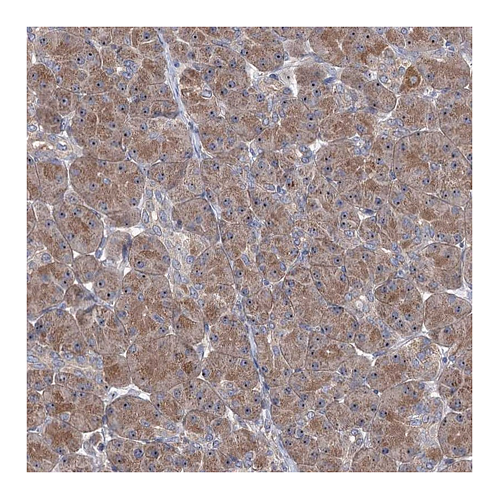 Atlas Antibodies Anti-HTR3B Antibody