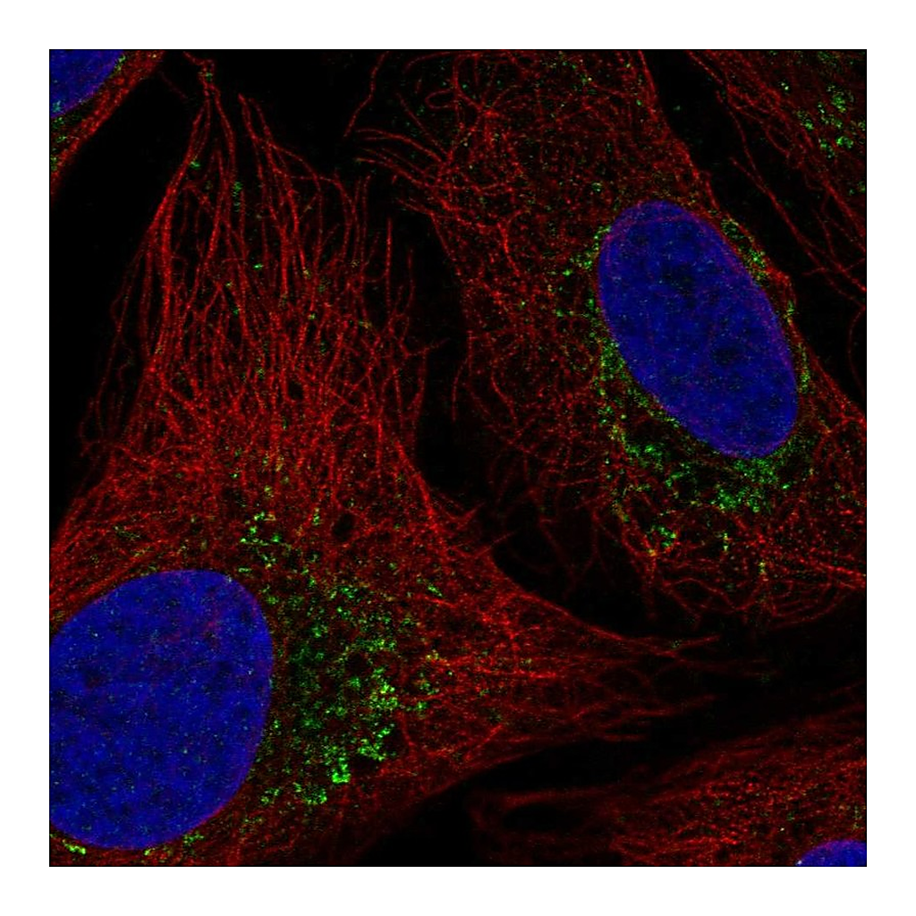 Atlas Antibodies Anti-HTRA2 Antibody