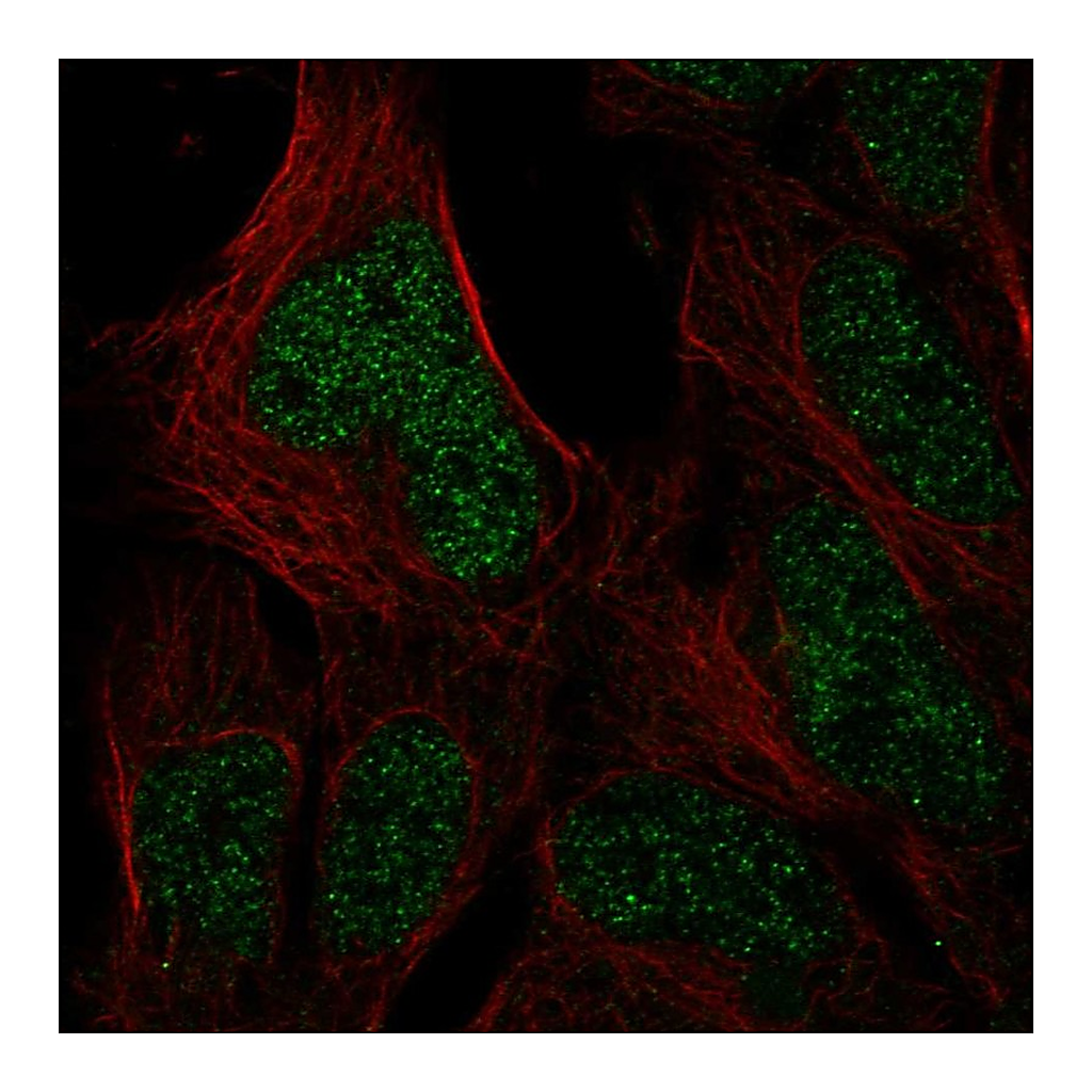 Atlas Antibodies Anti-HUS1B Antibody