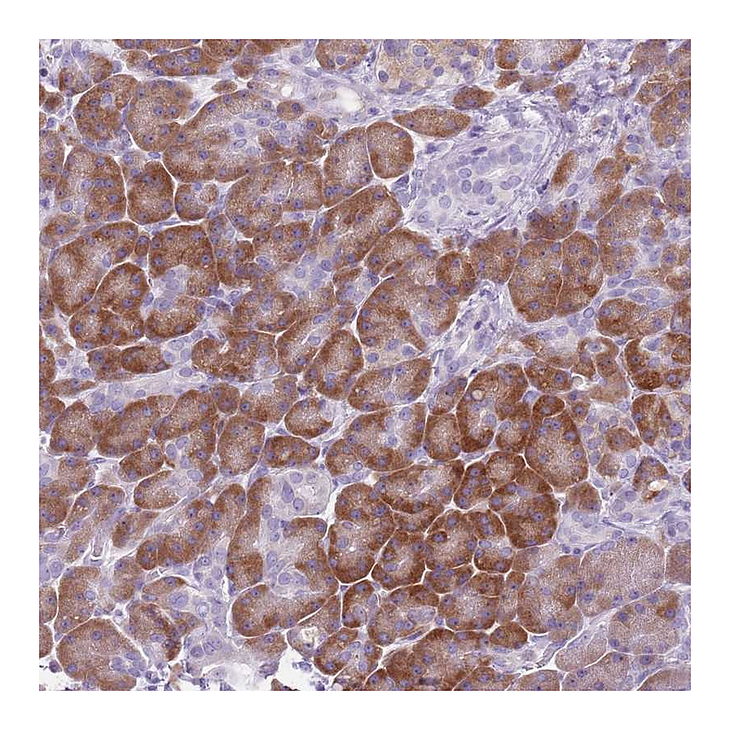 Atlas Antibodies Anti-HYOU1 Antibody