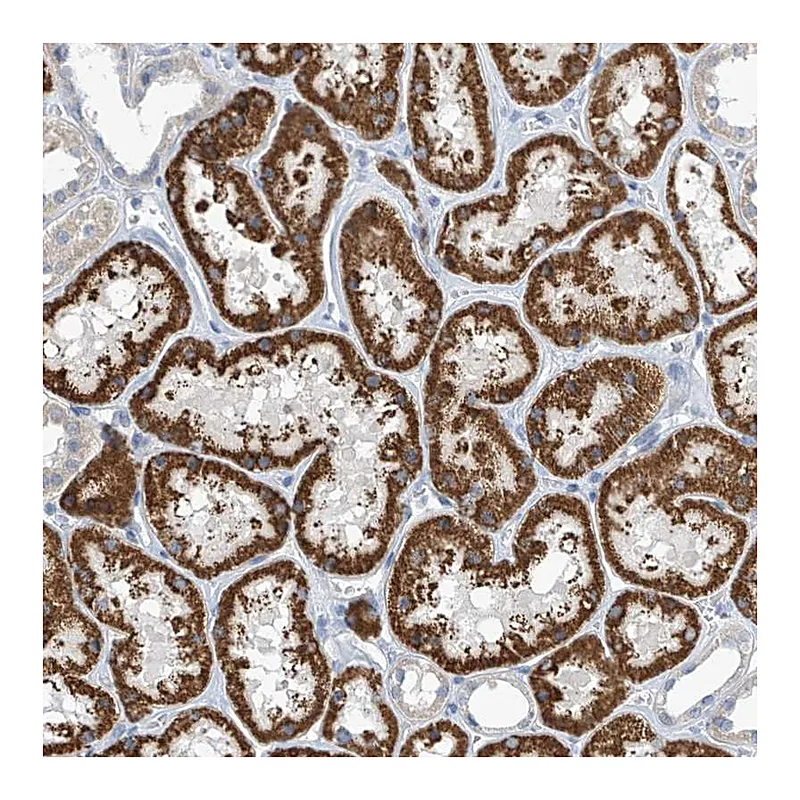 Atlas Antibodies Anti-IBA57 Antibody