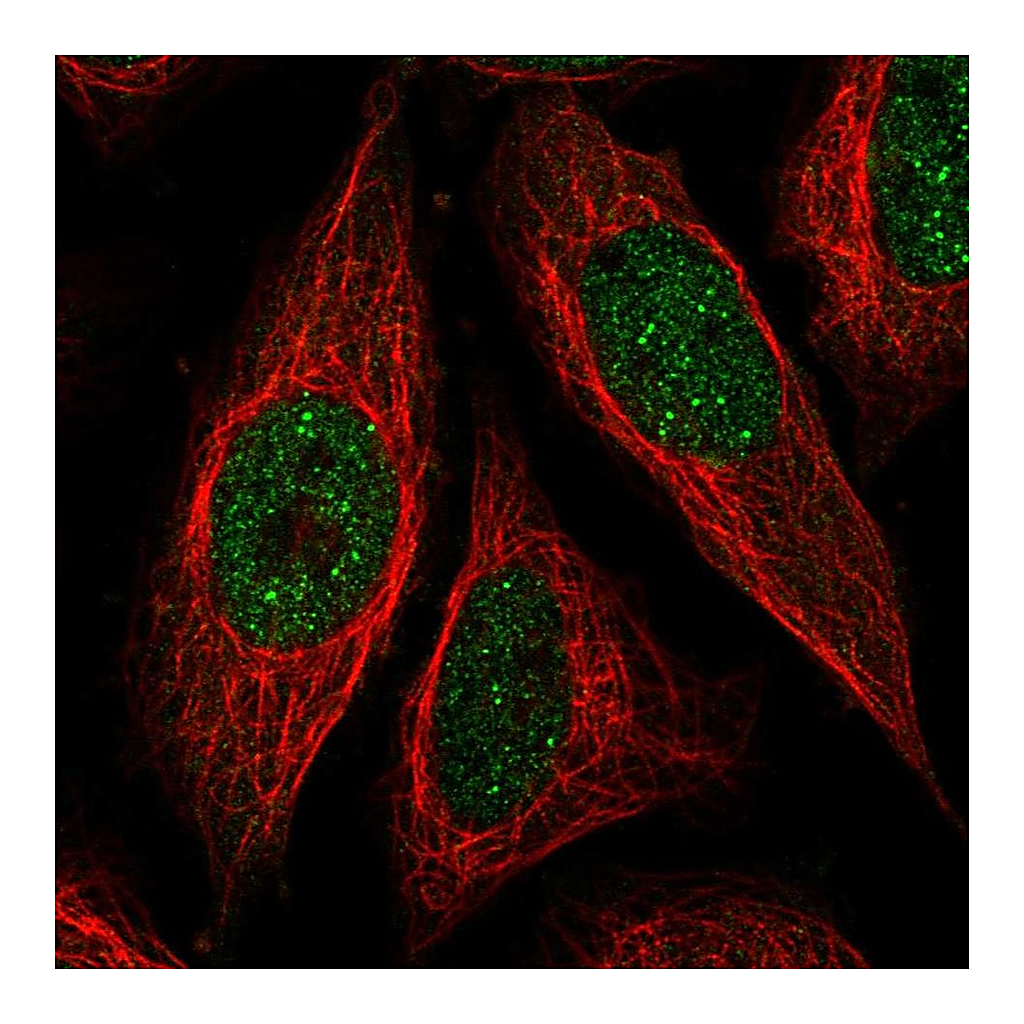 Atlas Antibodies Anti-ICE1 Antibody