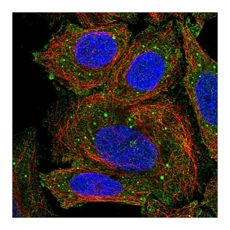 Atlas Antibodies Anti-ICOSLG Antibody