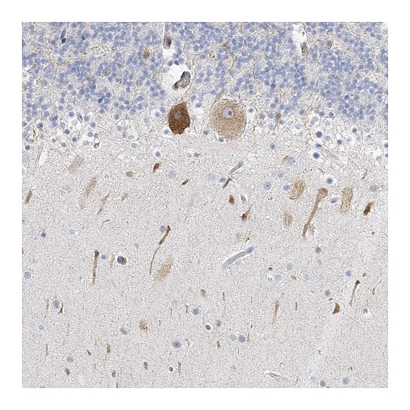 Atlas Antibodies Anti-ICMT Antibody