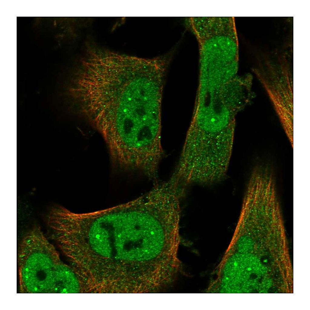 Atlas Antibodies Anti-ID2 Antibody