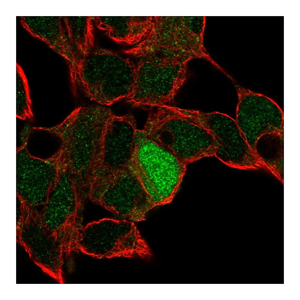 Atlas Antibodies Anti-ID4 Antibody