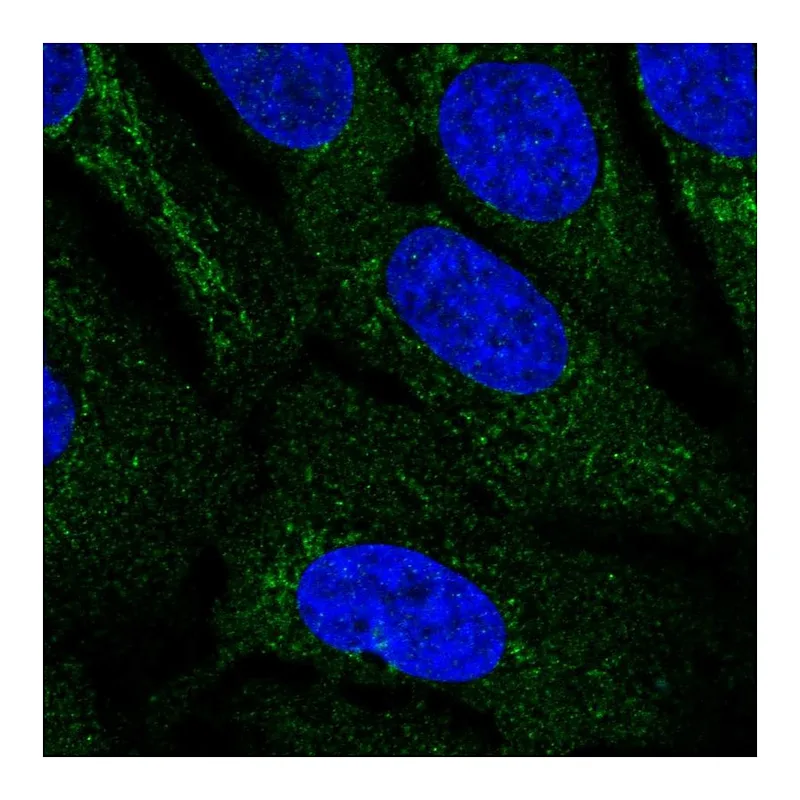Atlas Antibodies Anti-IDNK Antibody
