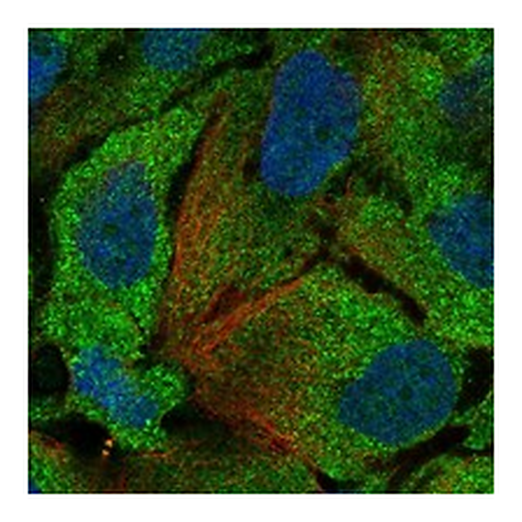 Atlas Antibodies Anti-IDO2 Antibody